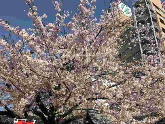 キャバクラコラム用桜の木