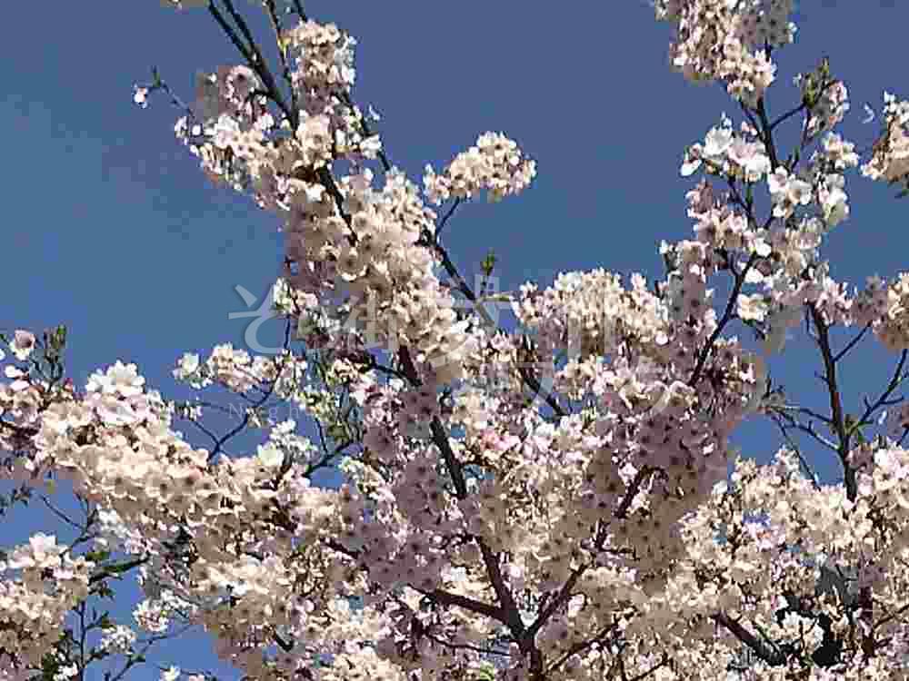 キャバクラコラム桜の花